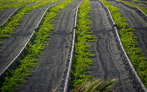 100 vinos imprescindibles de las Islas Canarias // CanariasCreativa.com