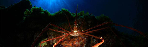 Magia bajo la marea - Arturo J. Telle Thiemann // CanariasCreativa.com