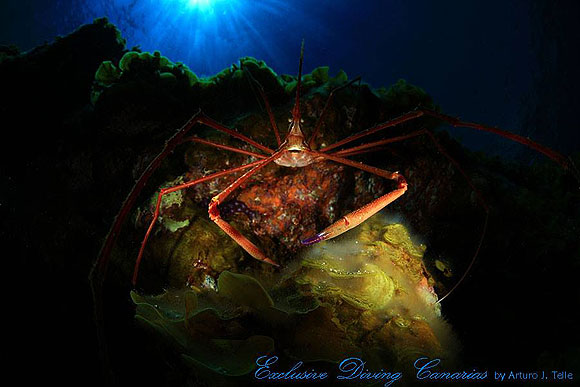 Magia bajo la marea - Arturo J. Telle Thiemann // CanariasCreativa.com