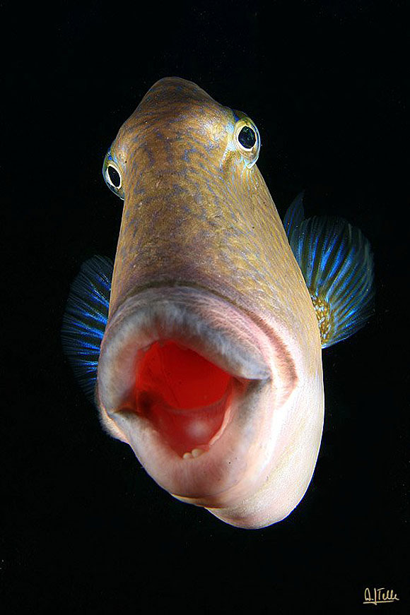 Magia bajo la marea - Arturo J. Telle Thiemann // CanariasCreativa.com