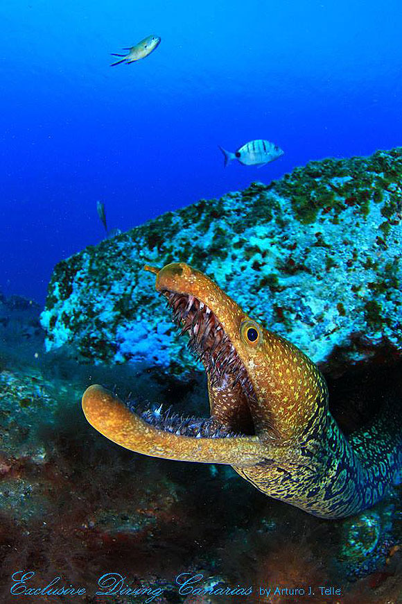 Magia bajo la marea - Arturo J. Telle Thiemann // CanariasCreativa.com