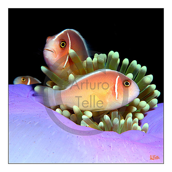 Magia bajo la marea - Arturo J. Telle Thiemann // CanariasCreativa.com