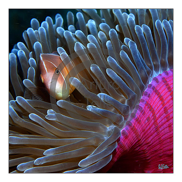 Magia bajo la marea - Arturo J. Telle Thiemann // CanariasCreativa.com