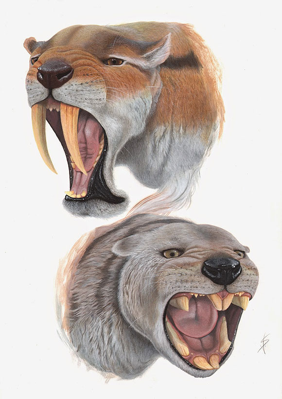 Ilustración científica - Saúl Velasco // CanariasCreativa.com